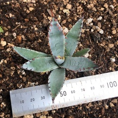 アガベ　屈原の舞扇錦　パルメリー錦　覆輪斑　斑入り　錦の画像