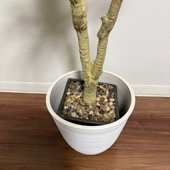 人工観葉植物の画像