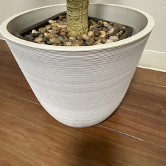 人工観葉植物の画像