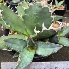 アガベ　チタノタ　サンバースト　子株　曙斑　季節斑　斑入り　錦の画像