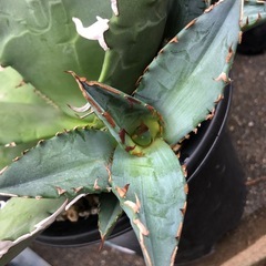 アガベ　チタノタ　サンバースト　子株　曙斑　季節斑　斑入り　錦の画像