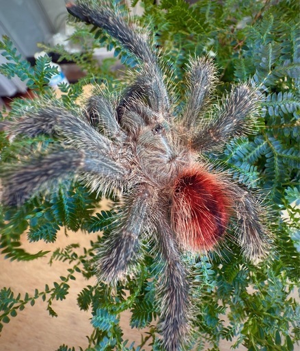 アマゾンジャイアントピンクトゥタランチュラ