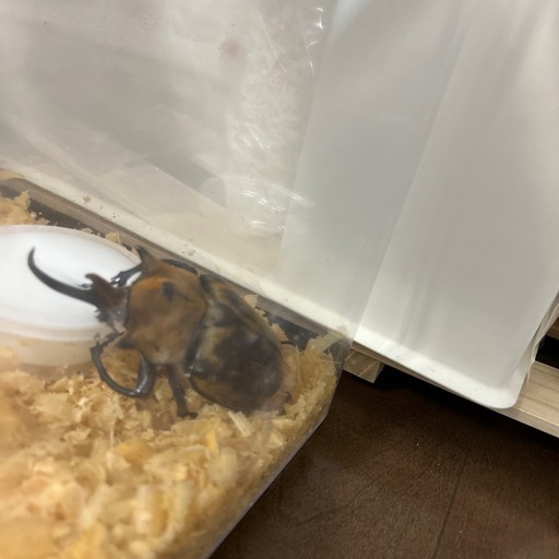 エレファスゾウカブト♂♀