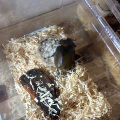 エレファスゾウカブト♂♀の画像