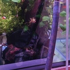 水槽水草　アヌビアスナナの画像