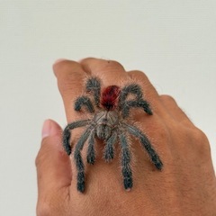 アマゾンジャイアントピンクトゥタランチュラの画像