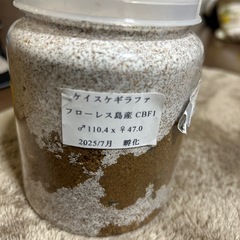 ギラファノコギリクワガタの画像