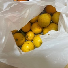 柿とみミカンの画像