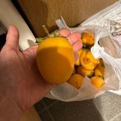 渋柿20個の画像