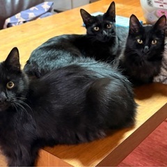 生後５ヶ月　里親募集