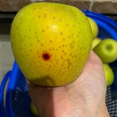 王林りんごの画像