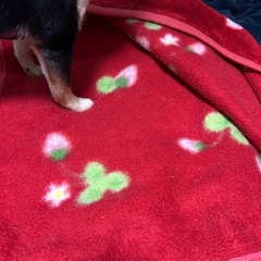 【100円】子供用シングル毛布　いちご柄の画像