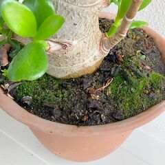 観葉植物 B:  カネのなる木 (Jade - Crassula ovata)) outdoor plantの画像