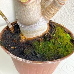 観葉植物 C:  カネのなる木 (Jade - Crassula ovata)) outdoor plantの画像