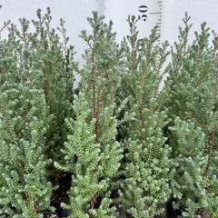 【植物】コニファー苗 レッドスターの画像