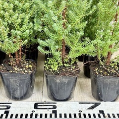 【植物】コニファー苗 レッドスターの画像