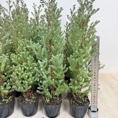 【植物】コニファー苗 レッドスターの画像