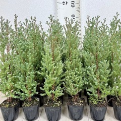 【植物】コニファー苗 レッドスターの画像