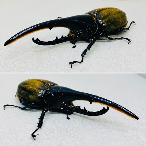 【完売】ヘラクレスオオカブト 150ミリ 新成虫 オス