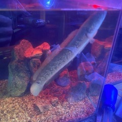 決定　ダイヤモンドスポットコウタイ？の画像