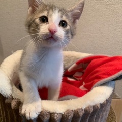 垂れ目で困った顔の白キジ　ゴラ君