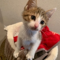 クリクリお目目が可愛いピタ君