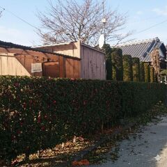 ガーデニング　家庭菜園　剪定　観葉植物　リフォーム　諦める前に見...