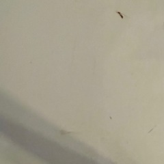 現地お引渡し / ブルーノ 4段マルチワゴン キャスター付　アイボリー×アンティークゴールドの画像