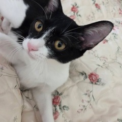 きのこ山のきくらげちゃん