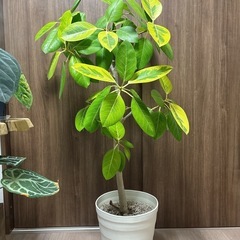 【約140センチ】フィカス　アルテシマ　アルテシーマ　観葉植物　ゴムの木の画像
