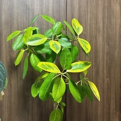 【約140センチ】フィカス　アルテシマ　アルテシーマ　観葉植物　ゴムの木の画像