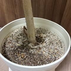 【約140センチ】フィカス　アルテシマ　アルテシーマ　観葉植物　ゴムの木の画像