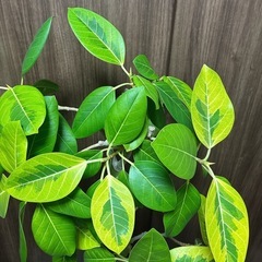 【約140センチ】フィカス　アルテシマ　アルテシーマ　観葉植物　ゴムの木の画像