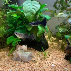 フルブラックグッピー　リボン血統　稚魚の画像