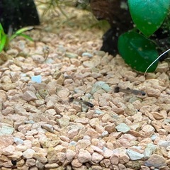 フルブラックグッピー　リボン血統　稚魚の画像