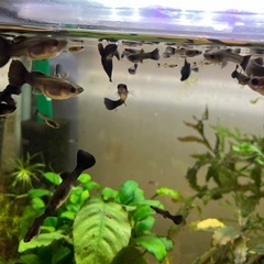 フルブラックグッピー　リボン血統　稚魚の画像