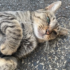 外猫ちゃんにも幸せなお家を