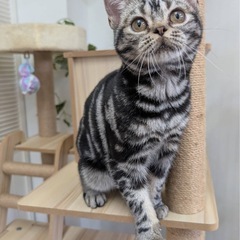 アメリカンショートヘア5ヶ月