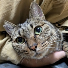 とても優しい　りんちゃん（永年預かり制度の対象猫）