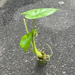 グワズイモ　観葉植物の画像