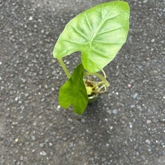 グワズイモ　観葉植物の画像