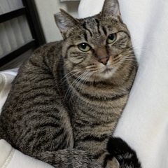 とても優しい母猫かつ姫ちゃん