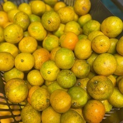 みかん 訳あり 1キロ の画像