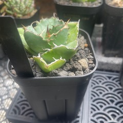 アガベ　チタノタ　カビゴンの画像