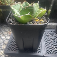 アガベ　チタノタ　カビゴンの画像