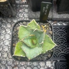 アガベ　チタノタ　カビゴンの画像