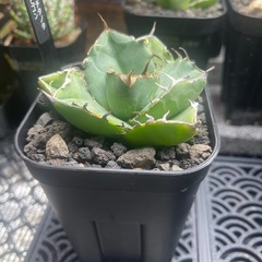 アガベ　チタノタ　カビゴンの画像