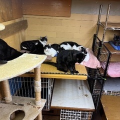 猫ちゃんの餌とかトイレに流せる砂紙譲ってください！