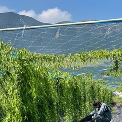 南阿蘇特産自然薯　お歳暮用始まりますの画像