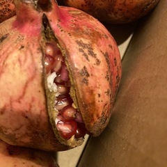 ザクロ2キロ　岡山の画像